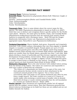 Phymatoceros phymatodes