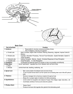 Brain picture-lable and color