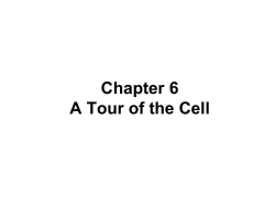THE CELL - pdecandia.com