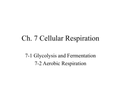 Ch. 7 Cellular Respiration