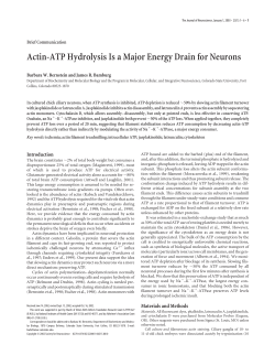 Actin-ATP Hydrolysis Is a Major Energy Drain for Neurons