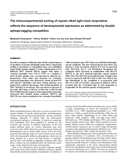 The intracompartmental sorting of myosin alkali light chain