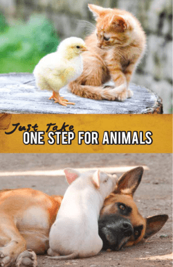 One step for Animals - Two Minutes To Help!