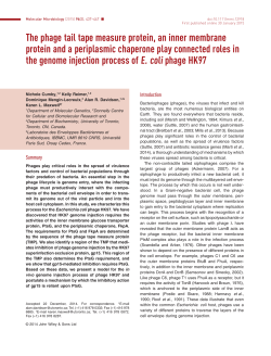 The phage tail tape measure protein, an inner membrane protein