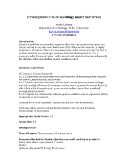 Development of Rice Seedlings under Salt Stress