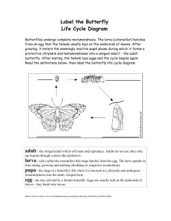 Label the Butterfly Life Cycle Diagram