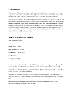 Beetroot Species Growing Beta vulgaris var