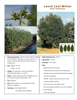 Laurel Leaf Willow
