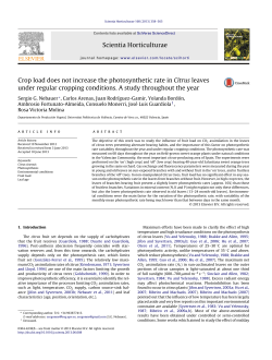 Crop load does not increase the photosynthetic rate in Citrus leaves