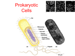 Animal-like Protists 1500 species