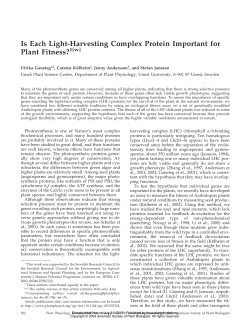 Is Each Light-Harvesting Complex Protein Important for Plant Fitness?