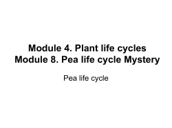 Peas