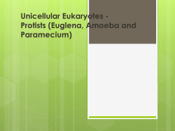 Protists (Euglena, Amoeba and Paramecium)