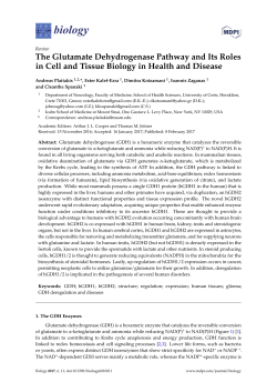 The Glutamate Dehydrogenase Pathway and Its Roles in Cell and