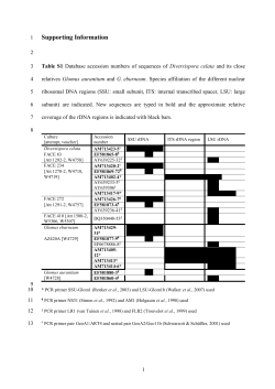 Diversispora cryptospora in the Glomeromycota