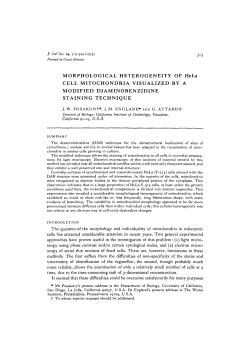 MORPHOLOGICAL HETEROGENEITY OF HeLa CELL