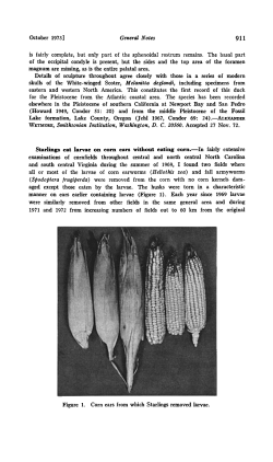 Starlings Eat Larvae on Corn Ears Without Eating Corn