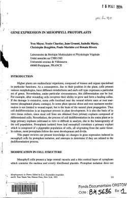 Gene expression in mesophyll protoplasts