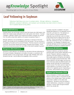 Leaf Yellowing in Soybean
