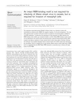 An intact RBR-binding motif is not required for infectivity of Maize