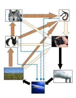 Carbon Cycle Game