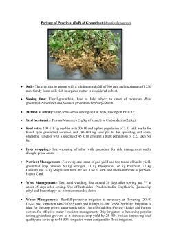 Groundnut