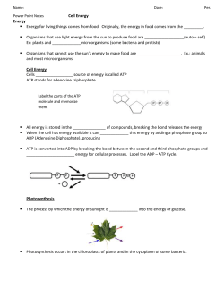 Label the parts of the ATP molecule and memorize them.