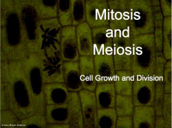 Cell Division-tPt