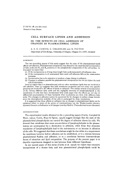 cell surface lipids and adhesion
