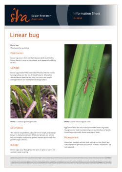 Linear bug - Sugar Research Australia