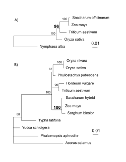 Nymphaea alba Saccharum officinarum Zea mays Triticum aestivum