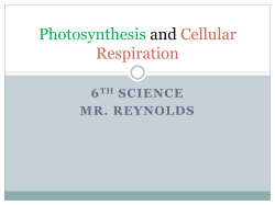 Photosynthesis and Cellular Respiration