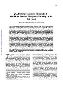 f3-Adrenergic Agonists Stimulate the Oxidative Pentose Phosphate