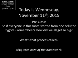 Mitosis and Cell Cycle