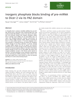 Inorganic phosphate blocks binding of premiRNA to Dicer2 via its