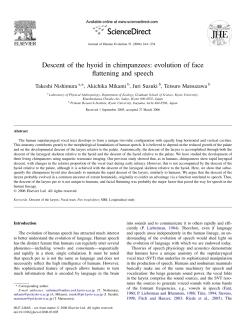 Descent of the hyoid in chimpanzees: evolution of face flattening