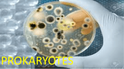 Unit VI Prokaryote Notes
