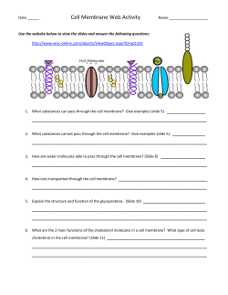 Cell Membrane Web Activity
