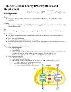 Topic 5: Cellular Energy (Photosynthesis and Respiration)