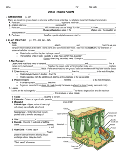a closer look at kingdom plantae