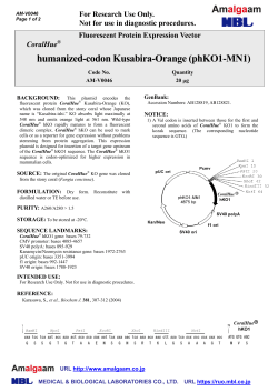 humanized-codon Kusabira-Orange (phKO1-MN1)
