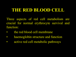 the red blood cell