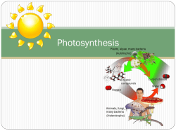 12/19: Photosynthesis