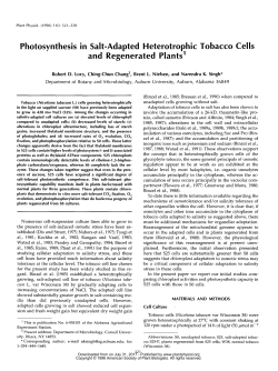 Photosynthesis in Salt-Adapted Heterotrophic