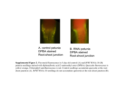 A. control petunia DPBA stained Root-shoot junction B