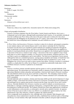 Solanum erianthum D - doc-developpement