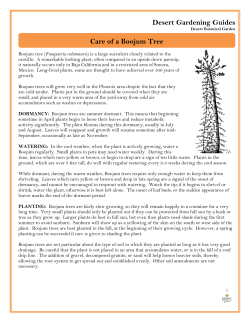 Care of Boojum Trees - Desert Botanical Garden