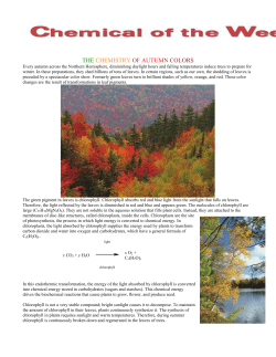 Fall Colors - EDHSGreenSea.net