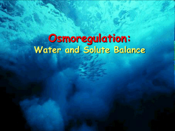 Lecture PPT - Carol Eunmi LEE