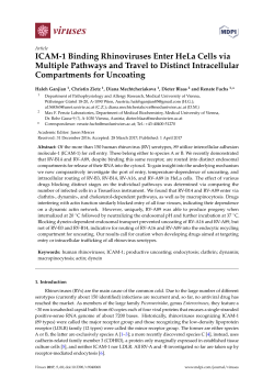 ICAM-1 Binding Rhinoviruses Enter HeLa Cells via Multiple